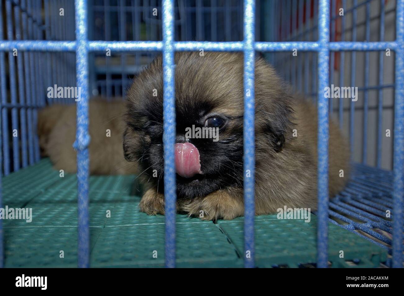 Junge Hunde auf einem Markt in Thailand, für Verkauf Stockfoto