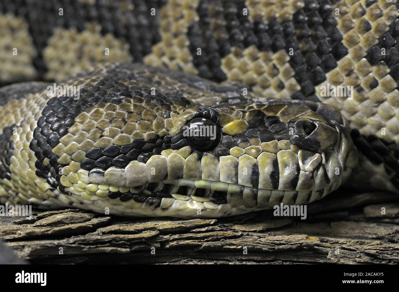 Rautenpython Morelia spilota Bunte Stockfoto