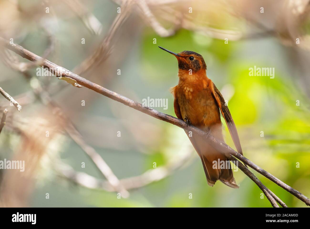 Shining Sunbeam - Aglaeactis cupripennis, schöne orange Hummingbird von Andinen Pisten von Südamerika, Yanacocha, Ecuador. Stockfoto