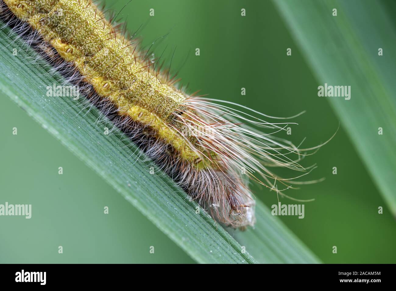 Caterpillar des Palm König, Palm Schmetterling (Elymnias hypermnestra), Südasien Stockfoto
