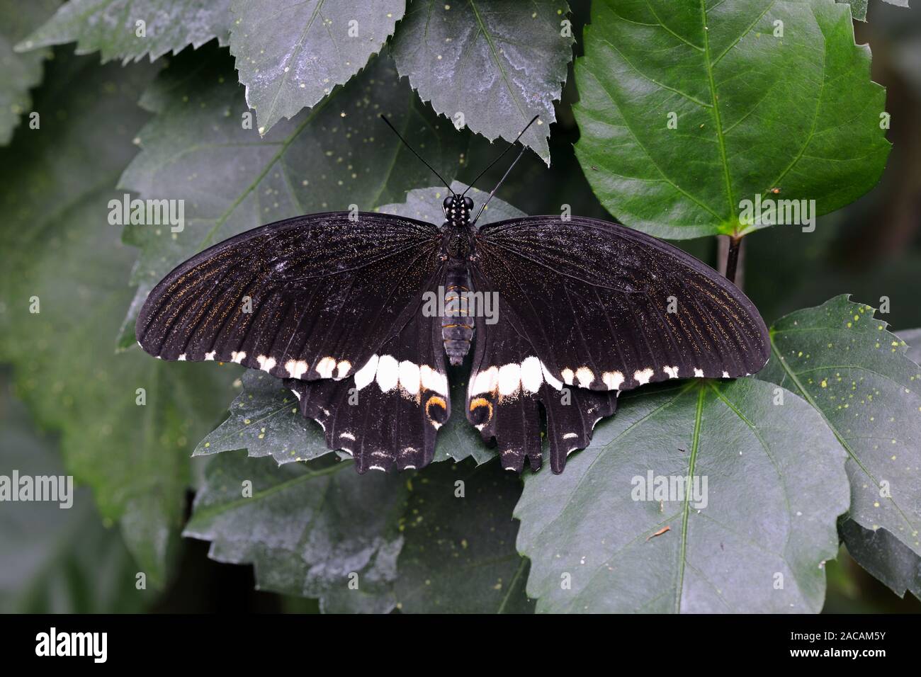 Krähen Schwalbenschwanz, Papilio syfanius Stockfoto