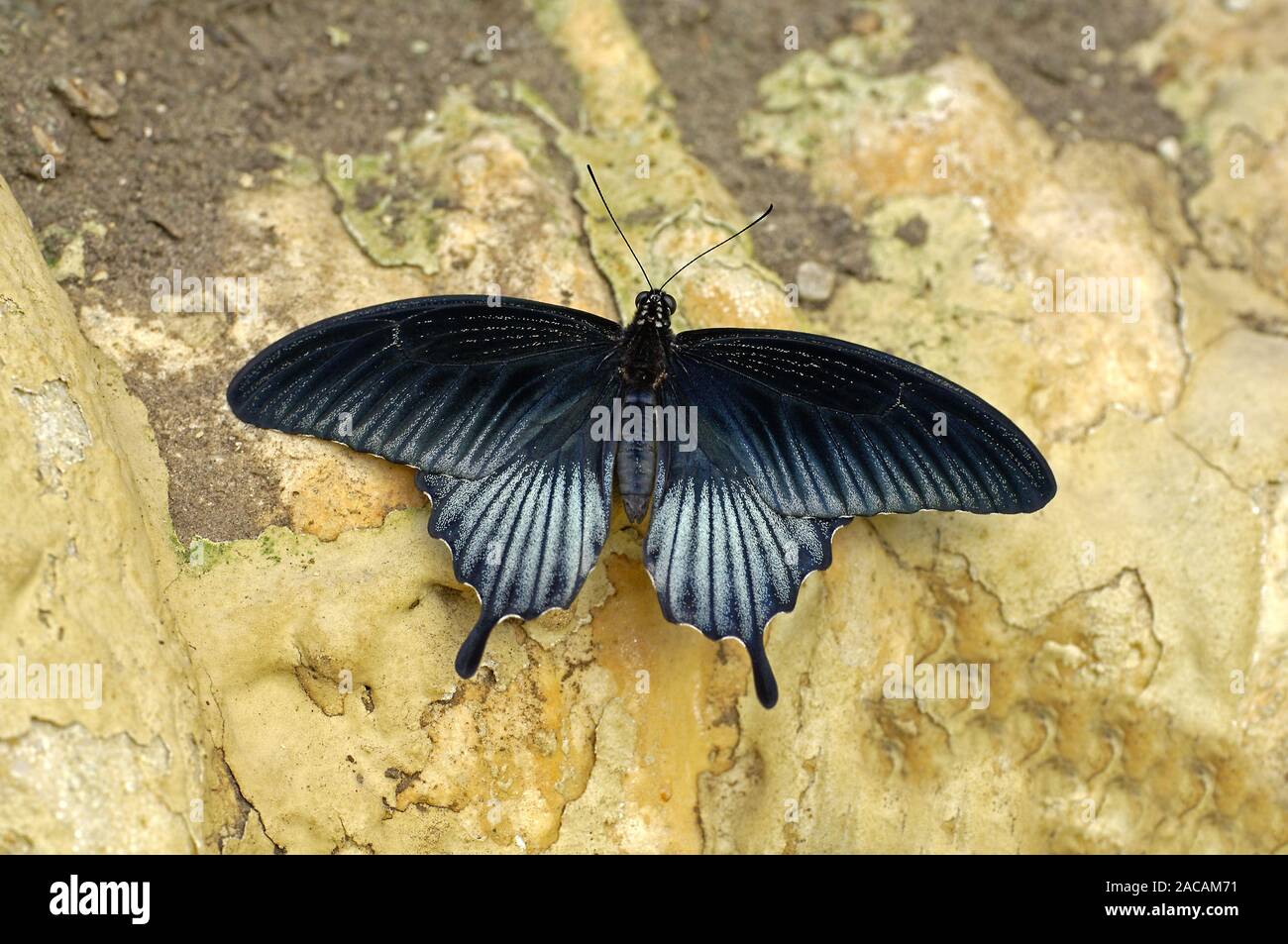 Krähen Schwalbenschwanz, Papilio syfanius Stockfoto