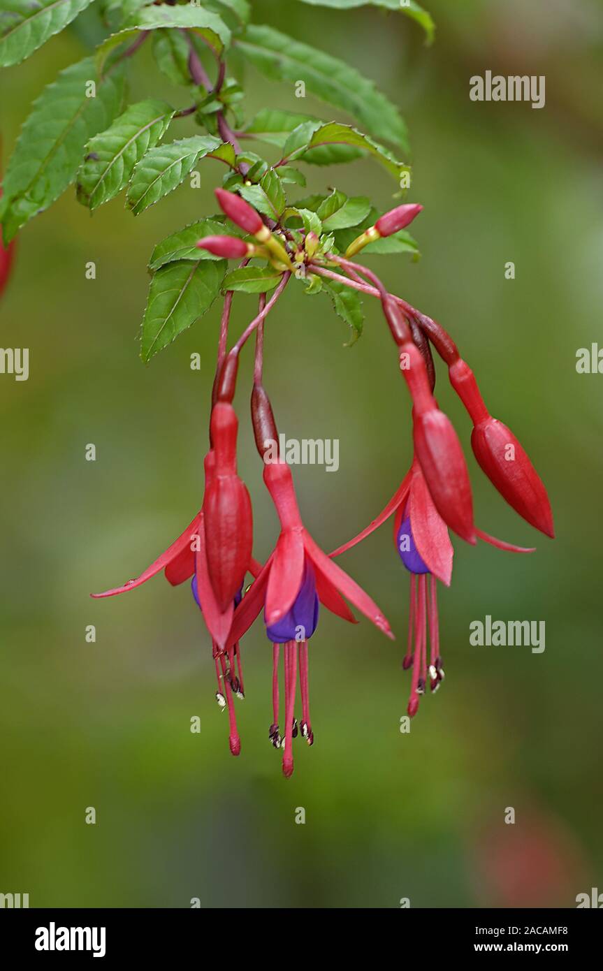 Fuchsie fehlt Stockfoto