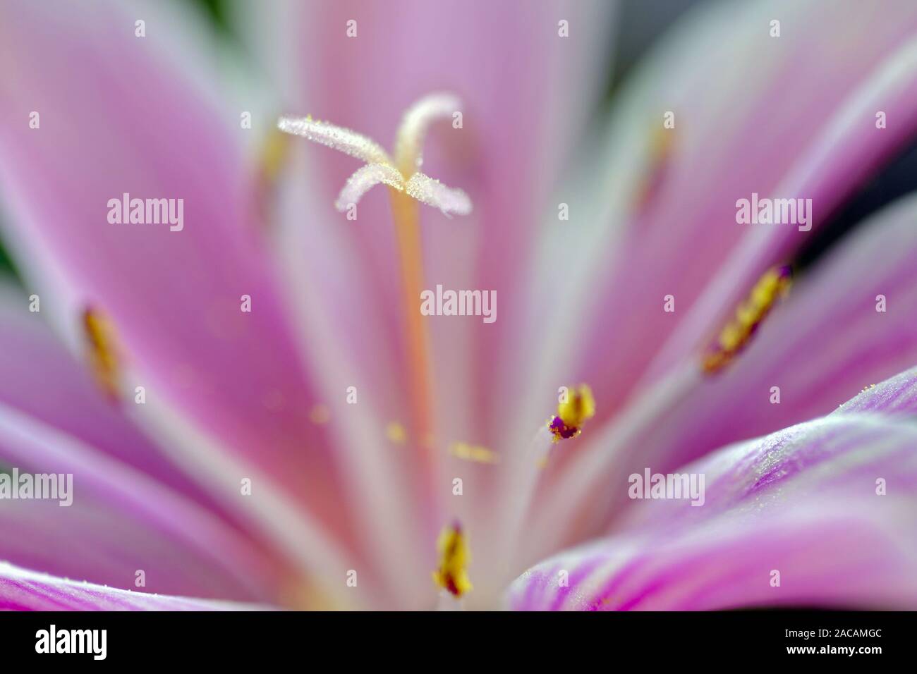 Blume Eindruck Stockfoto