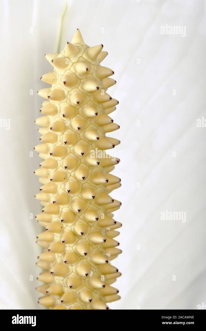 Stempel der Blume der Einflügelig, Spatiphyllum Stockfoto