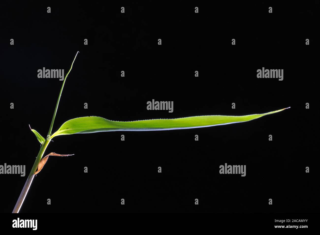 Junger Trieb aus Bambus, bambooa spec., gegen Licht Stockfoto
