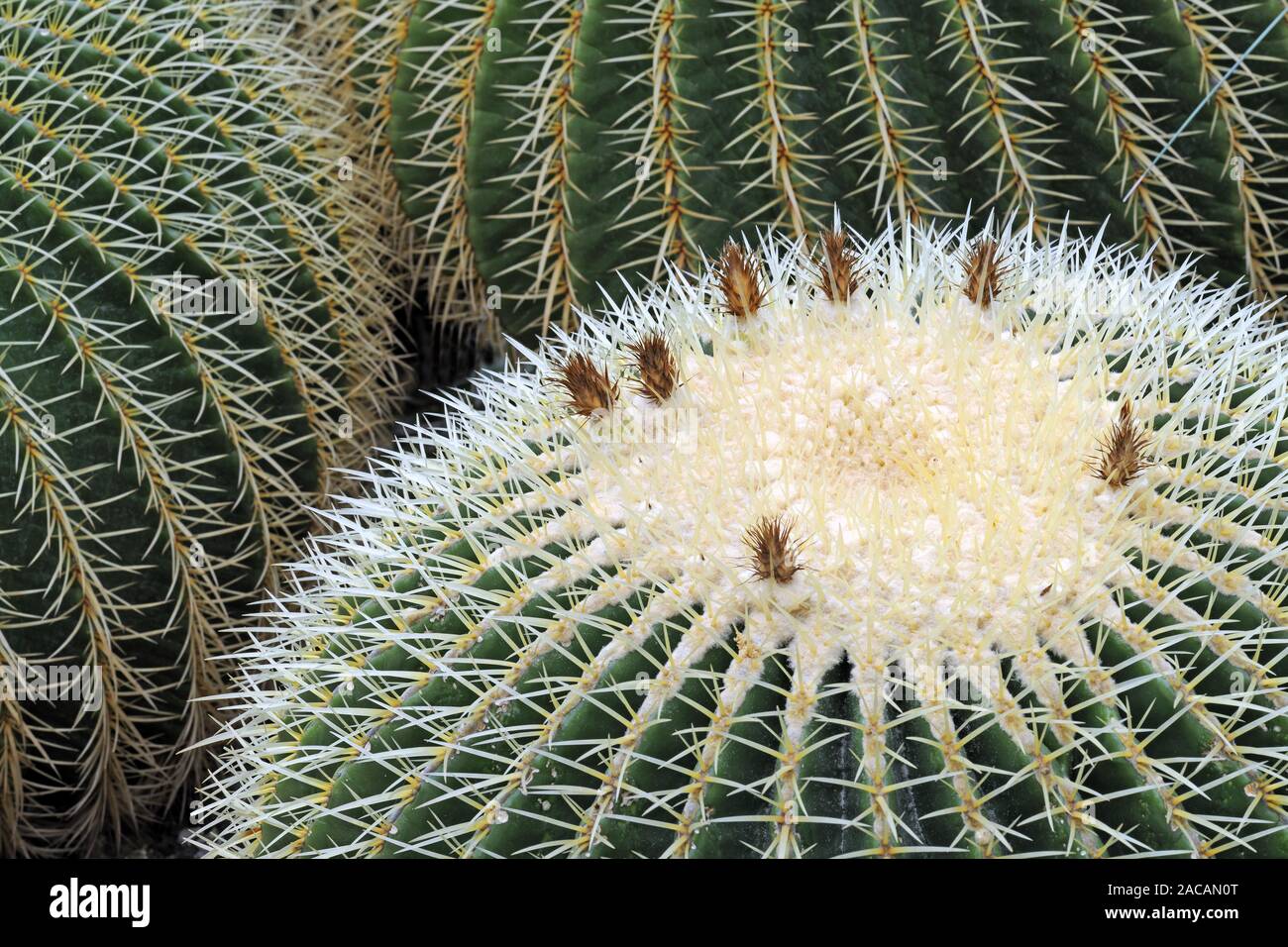 kaktus-eis im becher wo kaufen Cactus Ice main image 0
