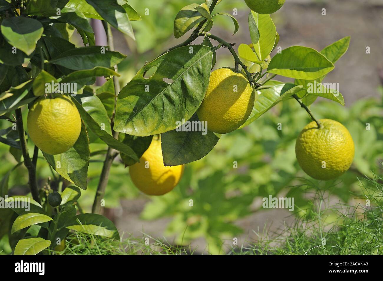 Orangen auf eine Orange, Citrus sinensis Stockfoto