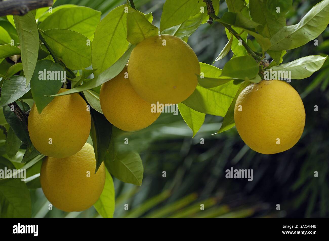 Citrus sinensis, Orange auf dem Baum Stockfoto