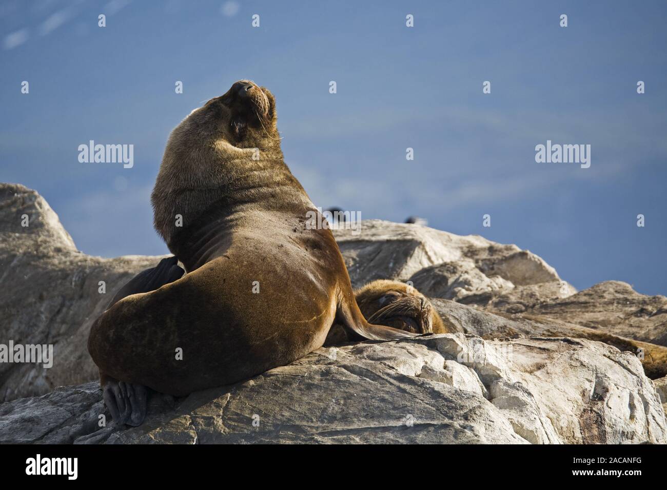 Southern Sea Lions in Beagle-Channel, Tierra del Fuego Stockfoto