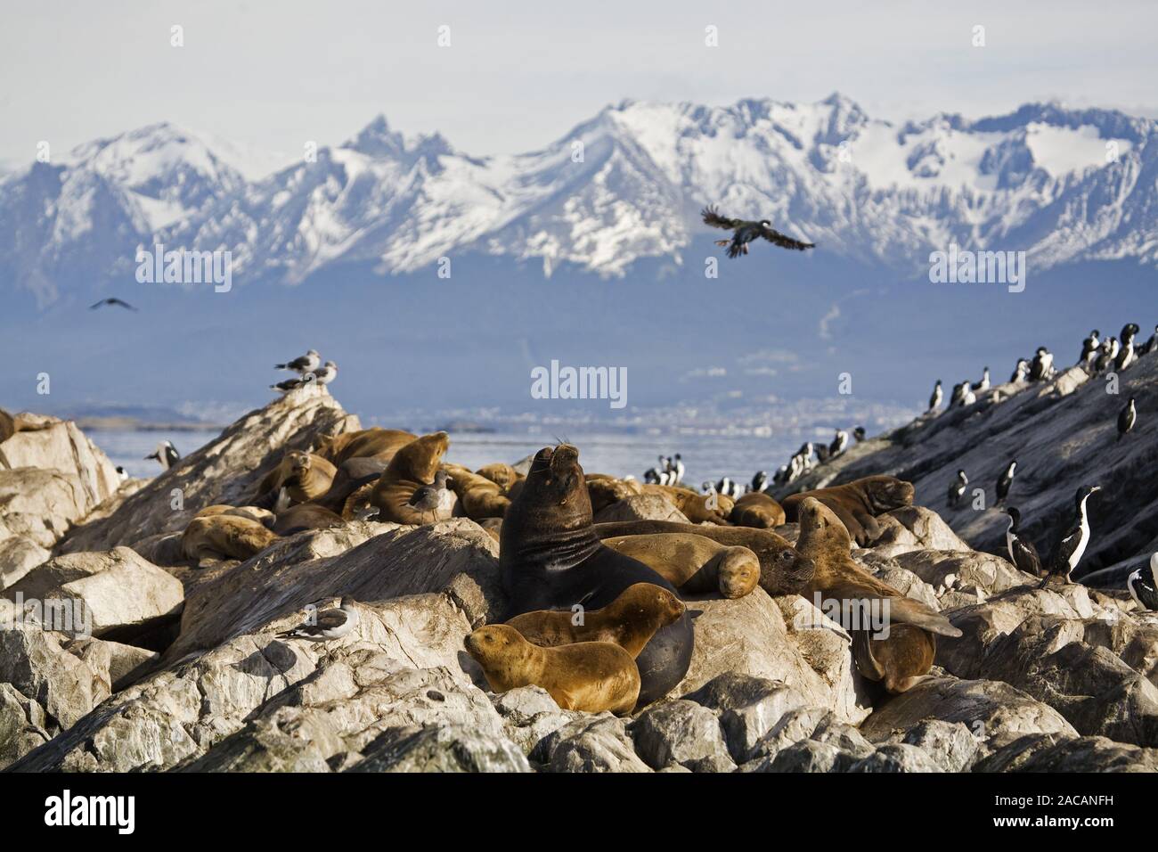 Southern Sea Lions in Beagle-Channel, Tierra del Fuego Stockfoto