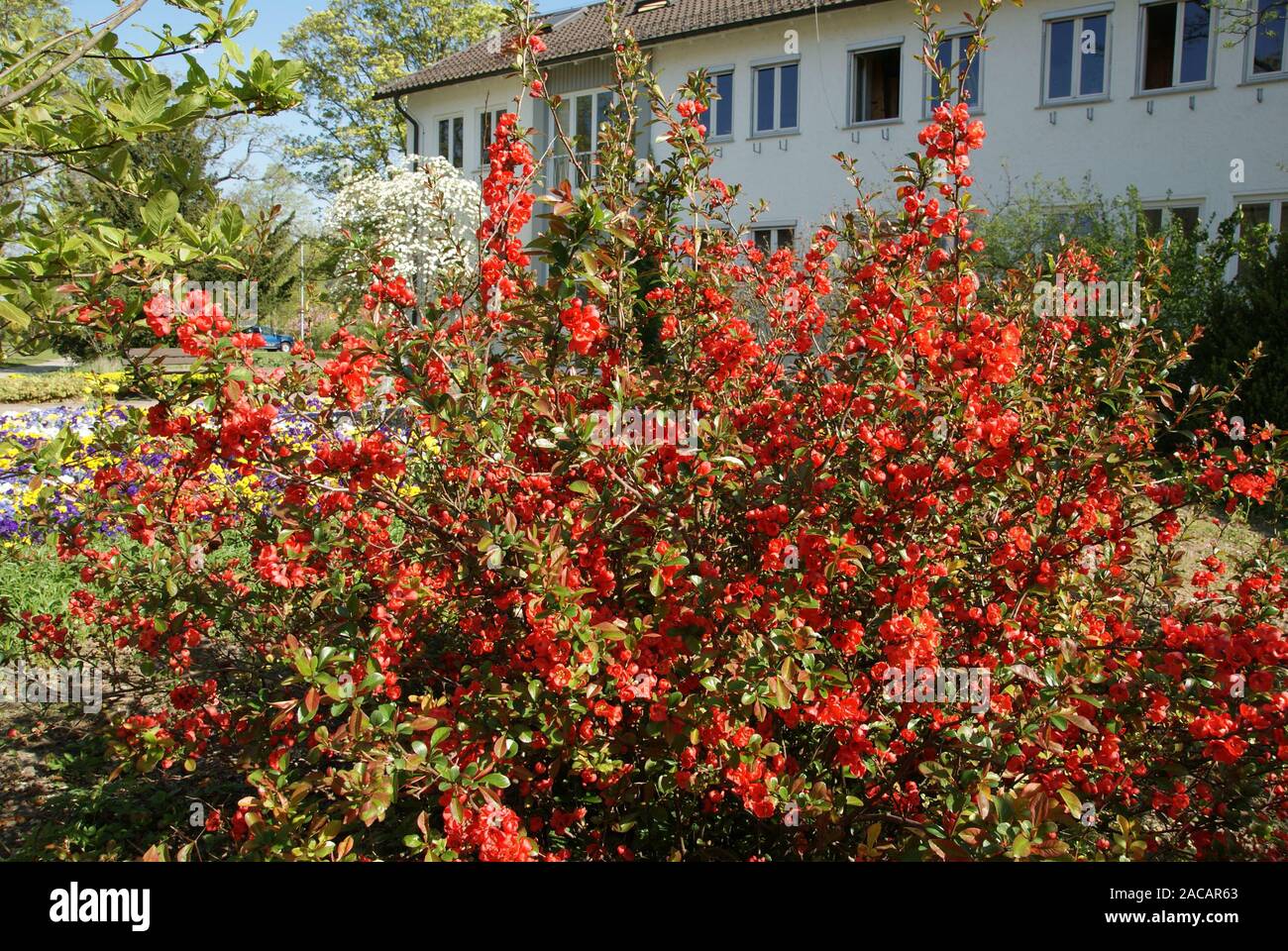 Chaenomeles japonica Zierquitte, blühende Quitte, Stockfoto