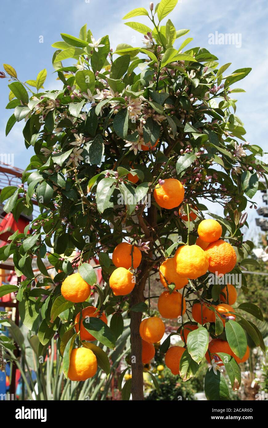 Citrus sinensis, mandarin Baum, Mandarin Stockfoto