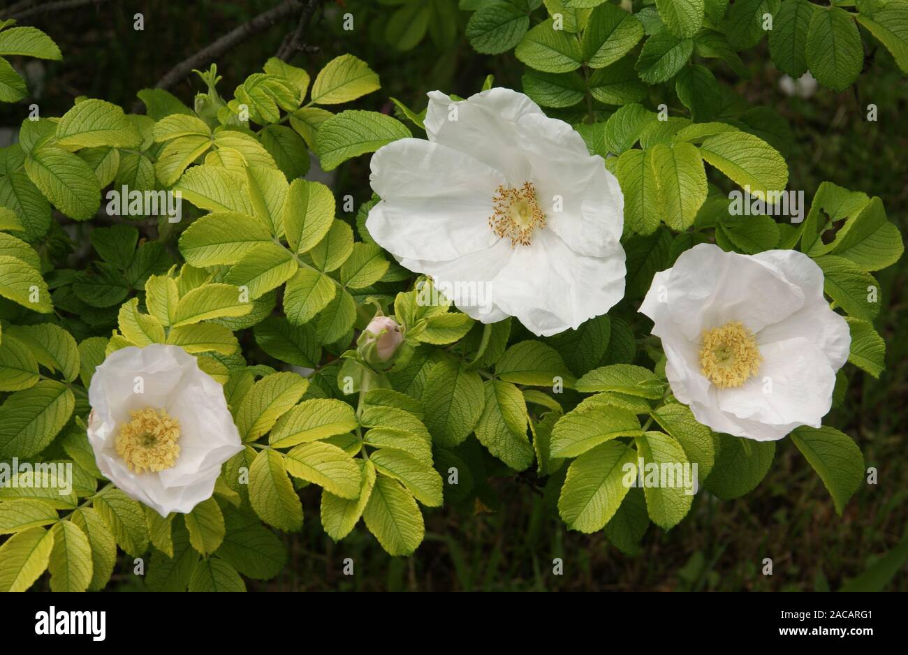 Rosa rugosa Alba, Weisse Kartoffel Rose, weiße rugosa Rose Stockfoto