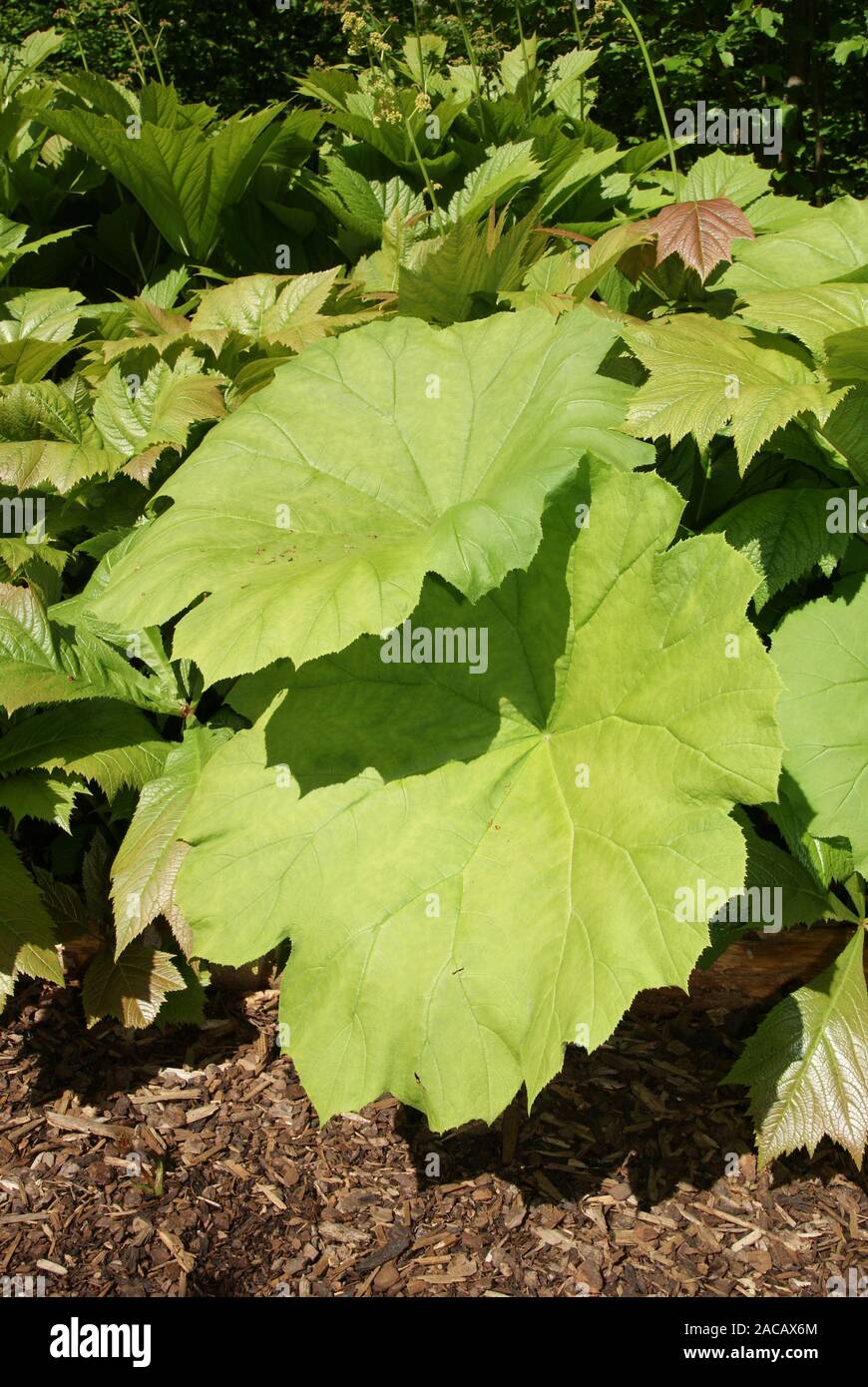 Rodgersia tabularis, Tafelblatt Stockfoto