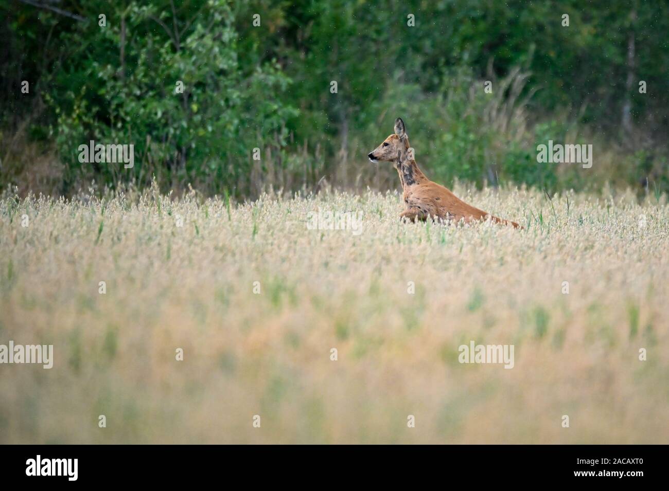 Rehe springen durch ein Feld in einem Sommer Abend Stockfoto