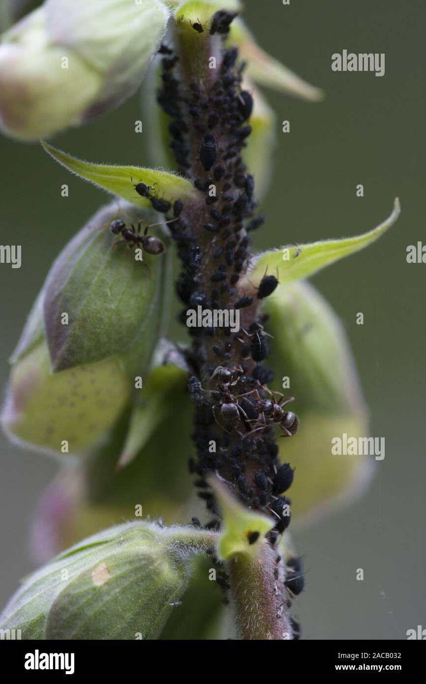 Blattläuse und Ameisen, Roter Fingerhut, Digitalis purpurea, Phidoidea, Pflanze, Läuse, formicidae, Ameisen Stockfoto