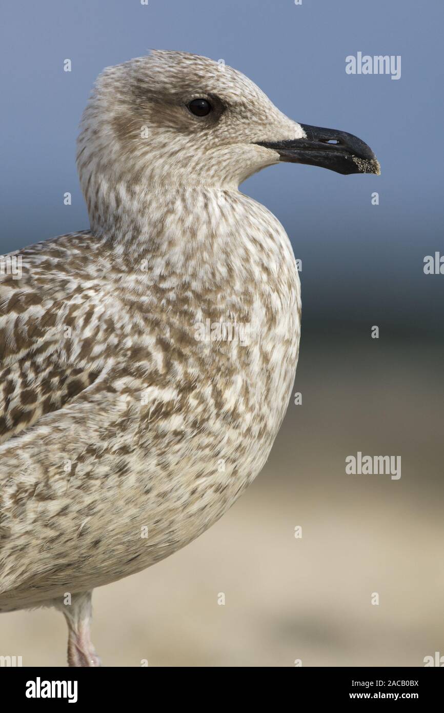 Silbermöwe, Nordseeküste, Larus fuscus Stockfoto