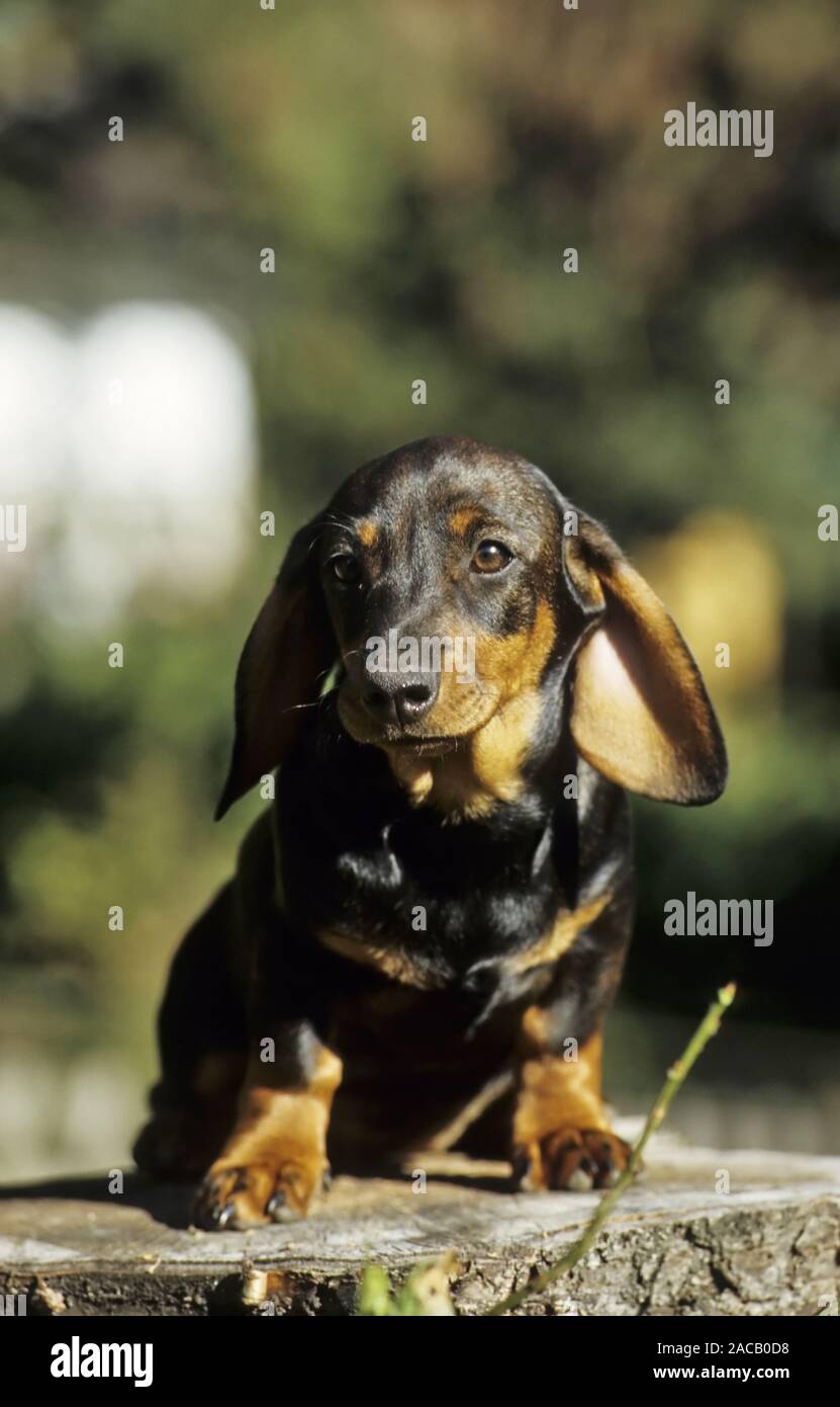 Rauh Haar Dackel, Hund, Hund, Dachs, Hund, Hund, Wiener Würstchen Hund  Stockfotografie - Alamy