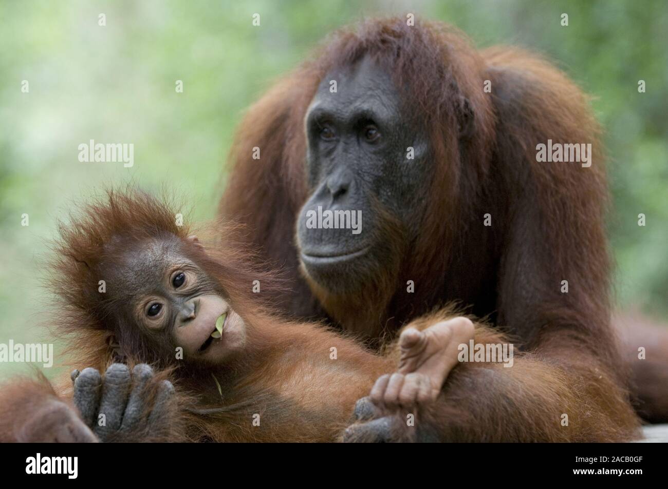orang-utan-nachwuchs-fotos-und-bildmaterial-in-hoher-aufl-sung-alamy
