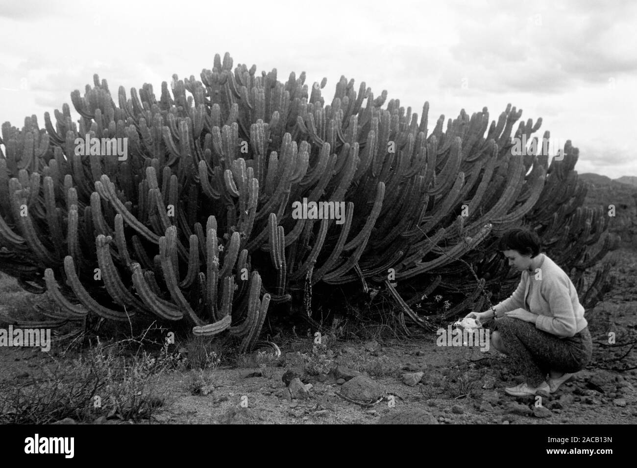 Wüste vor Sierra Madre, 1963. Wüste mit Sierra Madre in den Rücken, 1963. Stockfoto