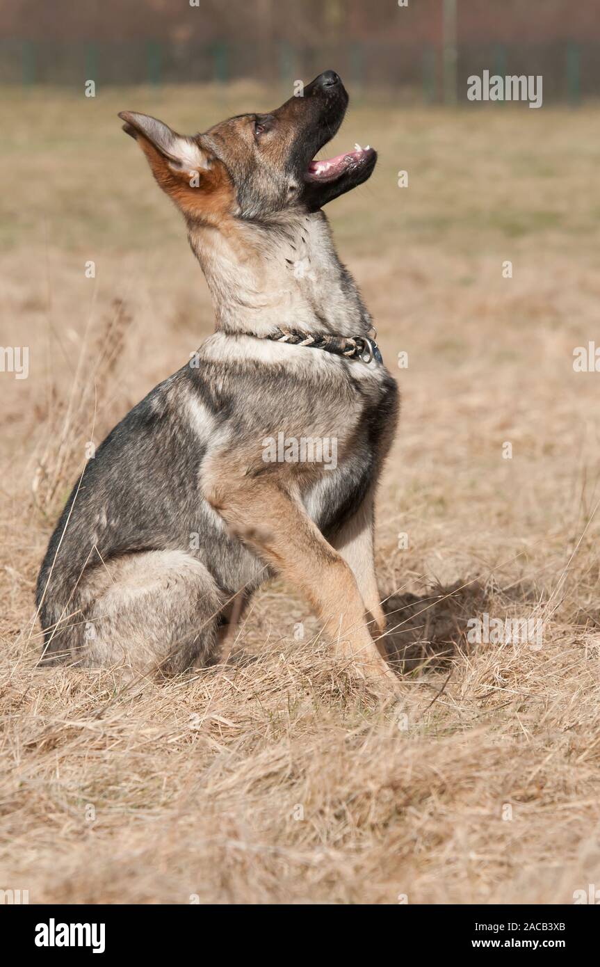 Tschechoslowakischer Wolfshund Schäferhund Mix Stockfotografie - Alamy