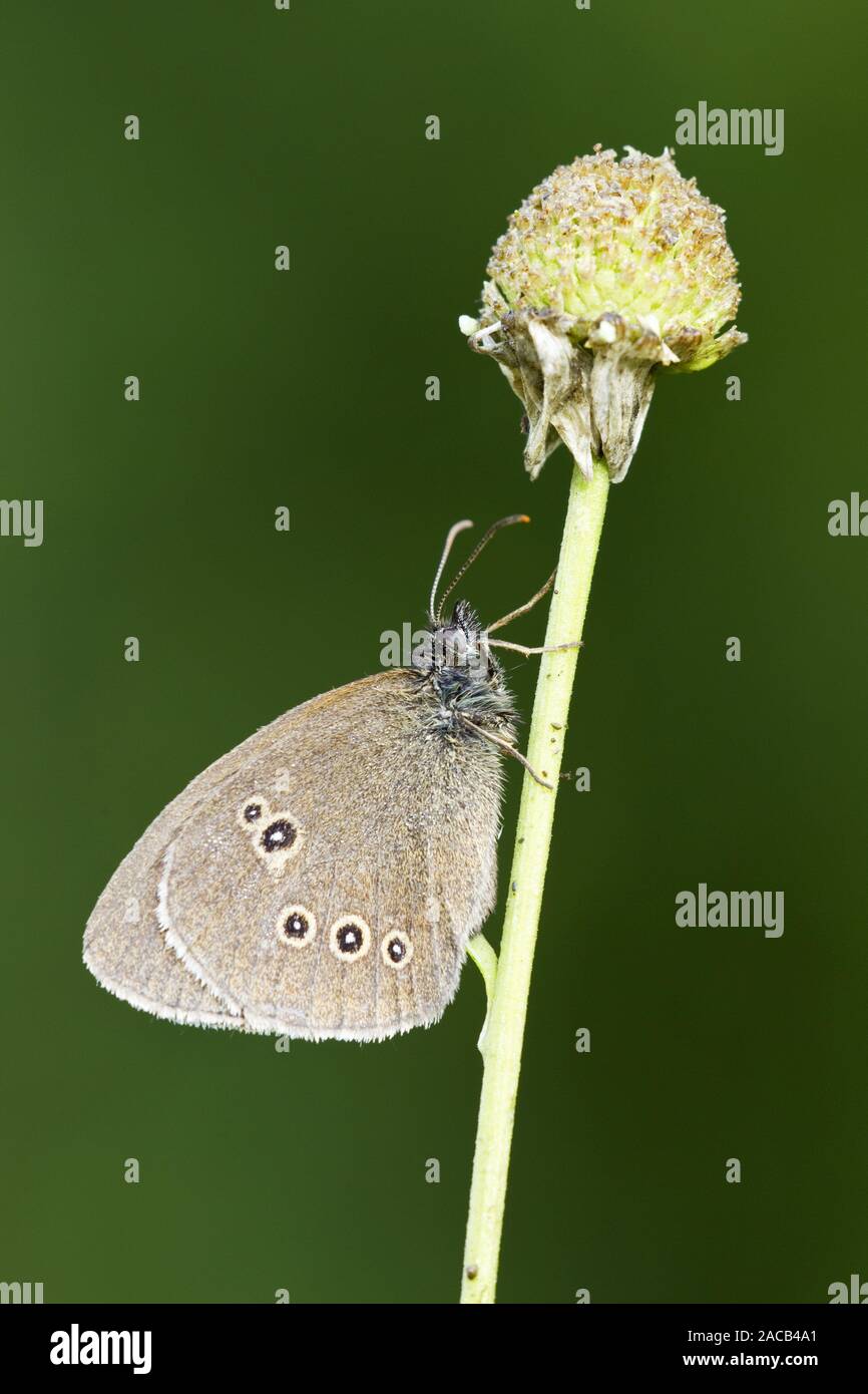 Braun Wald Vogel Stockfoto