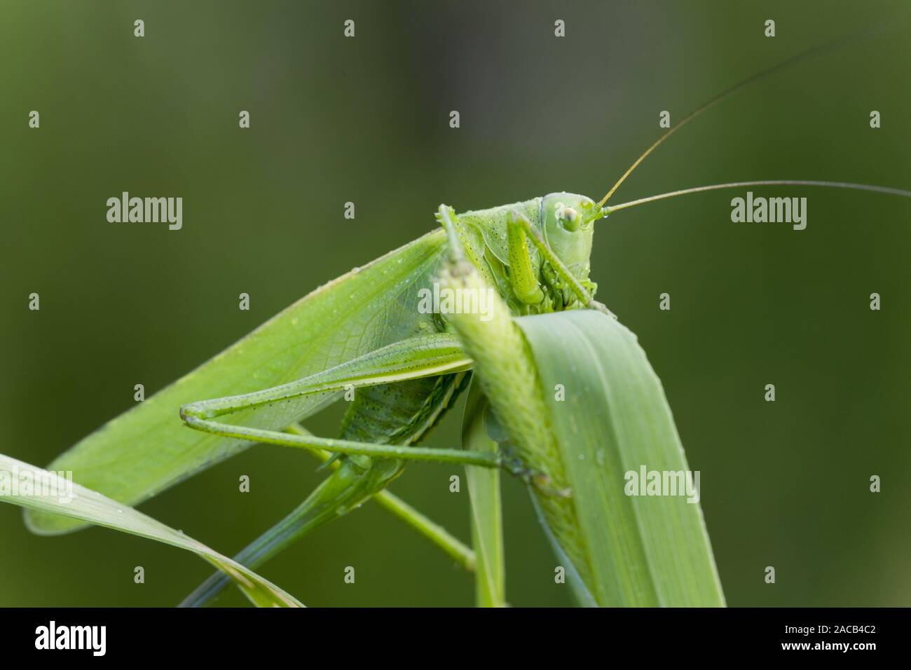 Grüne Heu Pferd (Tettigonia Viridissima) Stockfoto