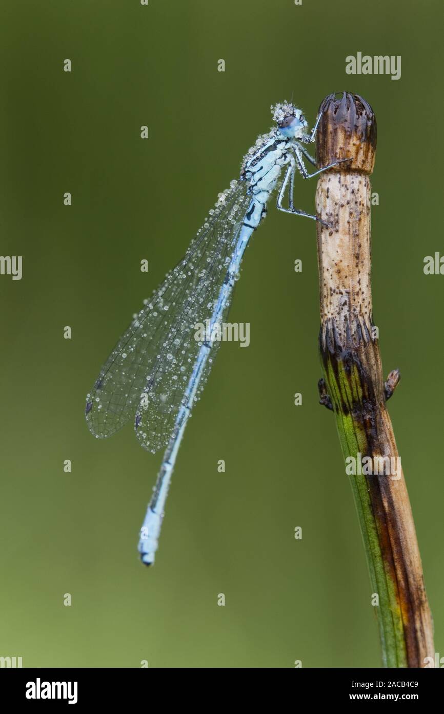 Hufeisen Dragonfly (Coenagrion puella) Stockfoto