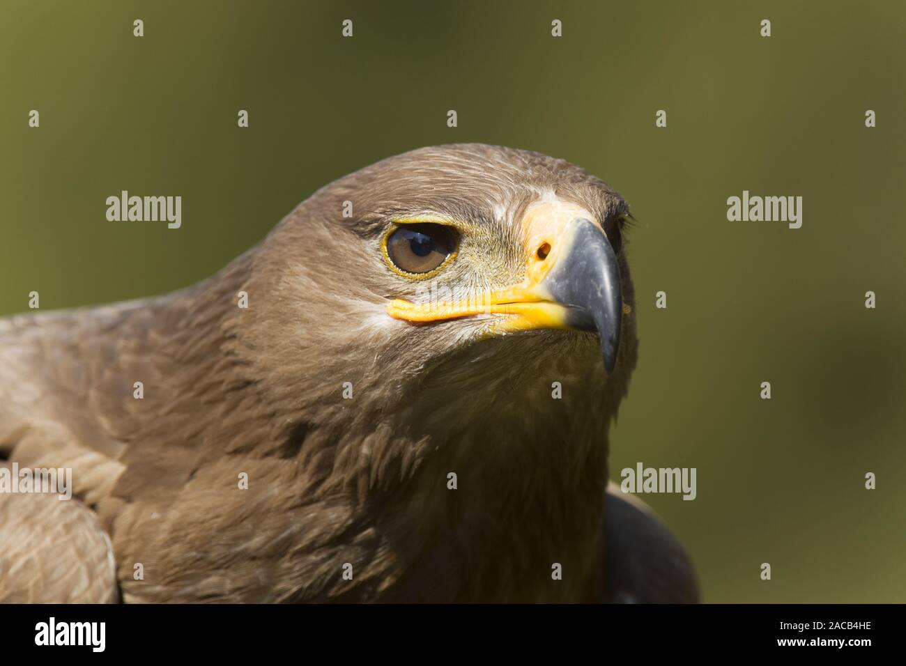 Steppe eagle [Aquila nipalensis] Stockfoto