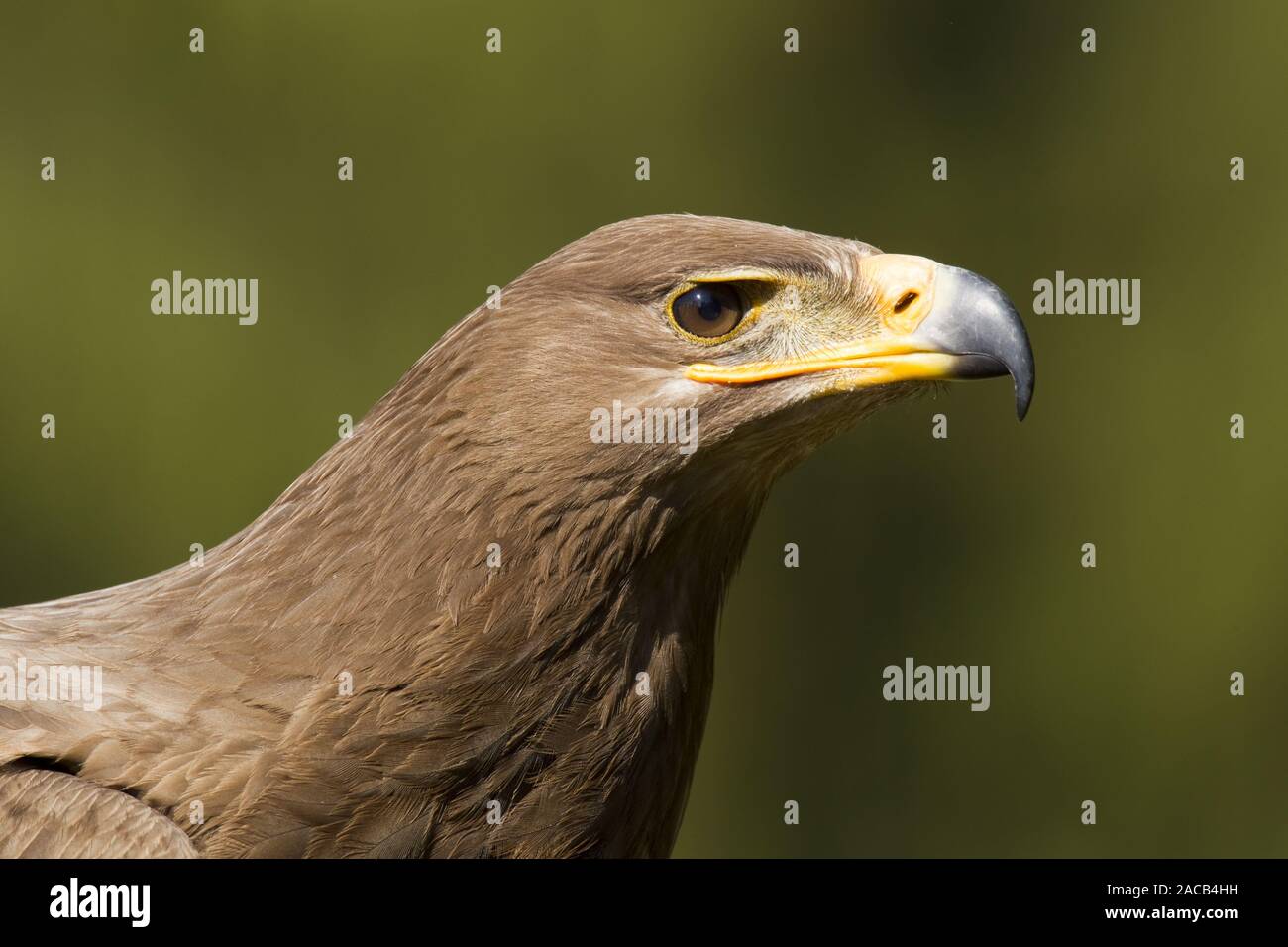 Steppe eagle [Aquila nipalensis] Stockfoto