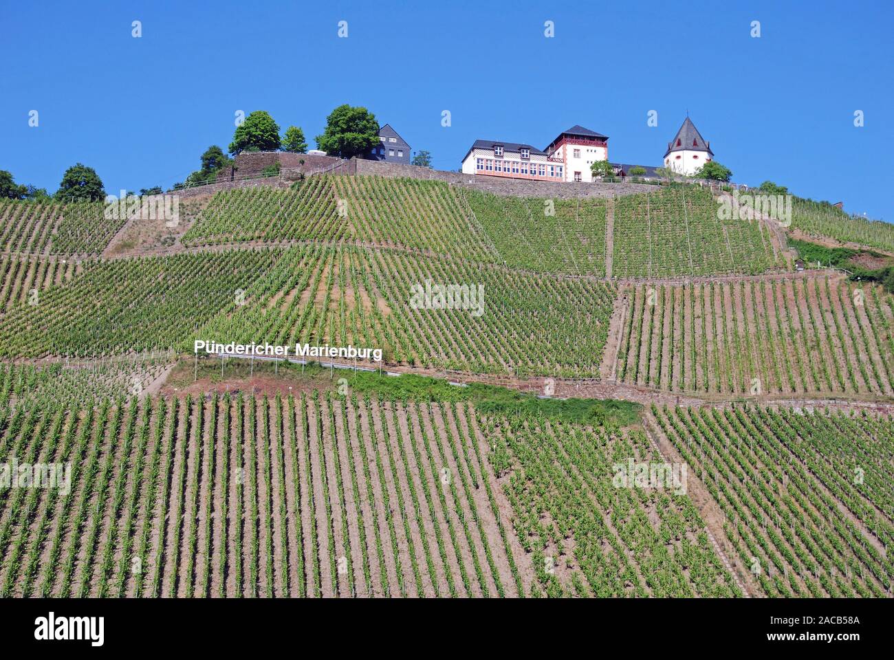 Pünderischer Marienburg, einer großen Site im Deutschen Weinbaugebiet Mosel, Moseltal, Rheinland-Pfalz, Deutschland, E Stockfoto