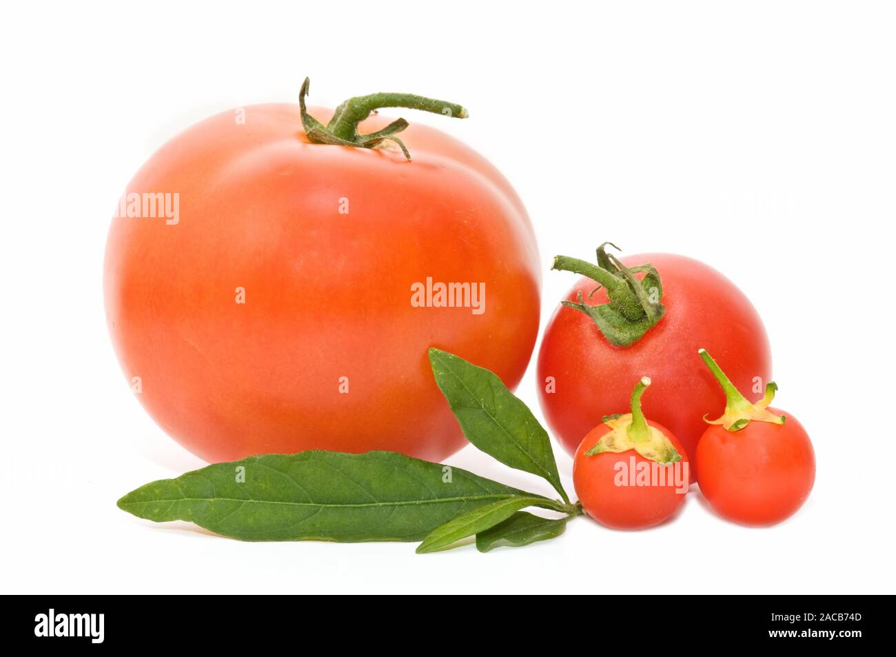 frische Tomaten Stockfoto