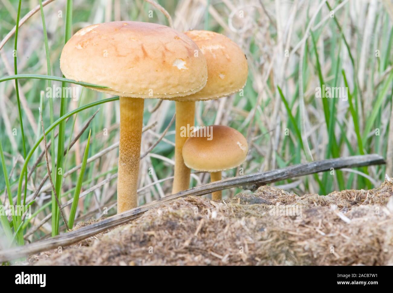 Pilzen der Saison Stockfoto