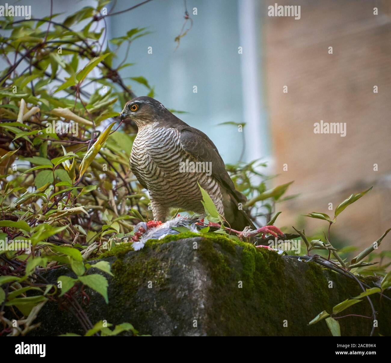 Frau Sperber (Accipiter nisus) Fütterung auf der Ringeltaube (Columba palumbus) in einem städtischen Hinterhof, Glasgow, Schottland. Stockfoto