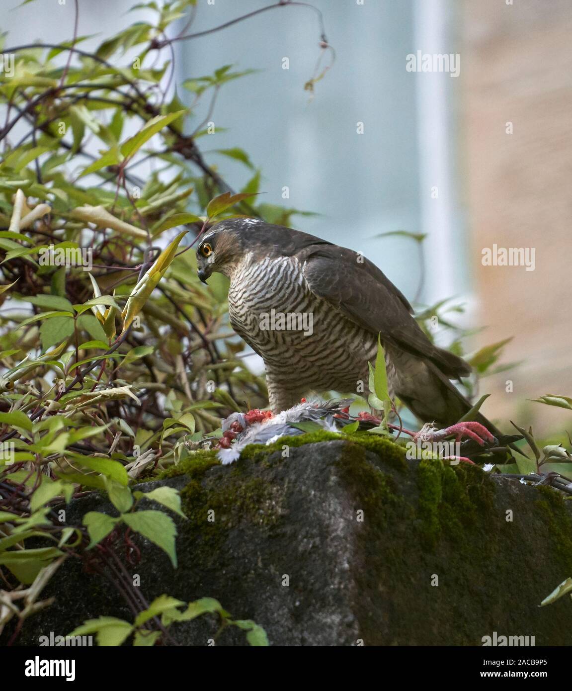 Frau Sperber (Accipiter nisus) Fütterung auf der Ringeltaube (Columba palumbus) in einem städtischen Hinterhof, Glasgow, Schottland. Stockfoto