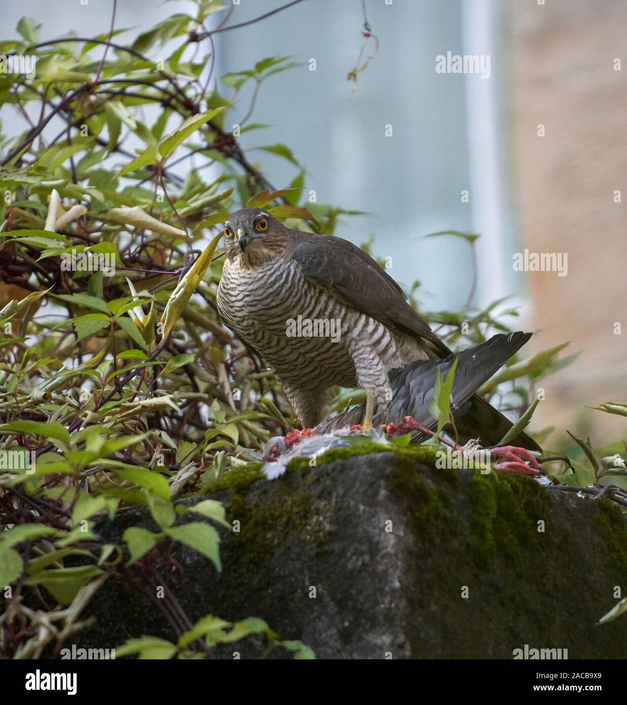 Frau Sperber (Accipiter nisus) Fütterung auf der Ringeltaube (Columba palumbus) in einem städtischen Hinterhof, Glasgow, Schottland. Stockfoto