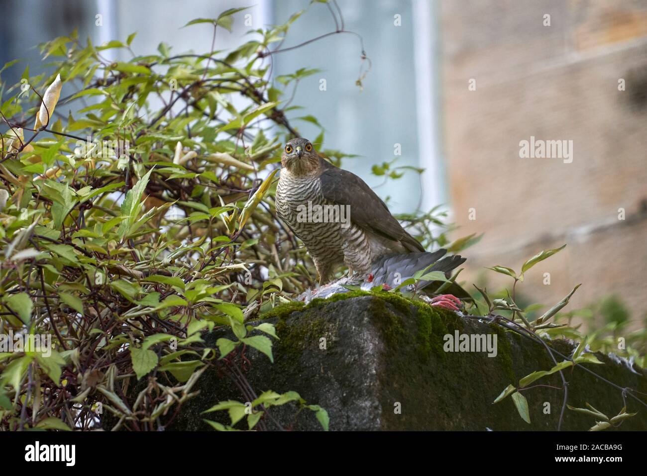 Frau Sperber (Accipiter nisus) Fütterung auf der Ringeltaube (Columba palumbus) in einem städtischen Hinterhof, Glasgow, Schottland. Stockfoto