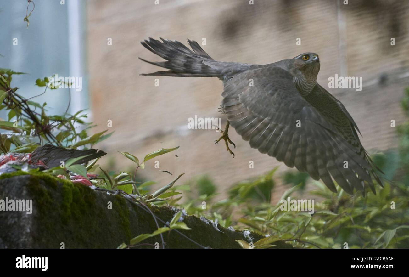 Frau Sperber (Accipiter nisus) weg fliegen nach der Fütterung auf der Ringeltaube (Columba palumbus) in einem städtischen Hinterhof, Glasgow, Schottland. Stockfoto