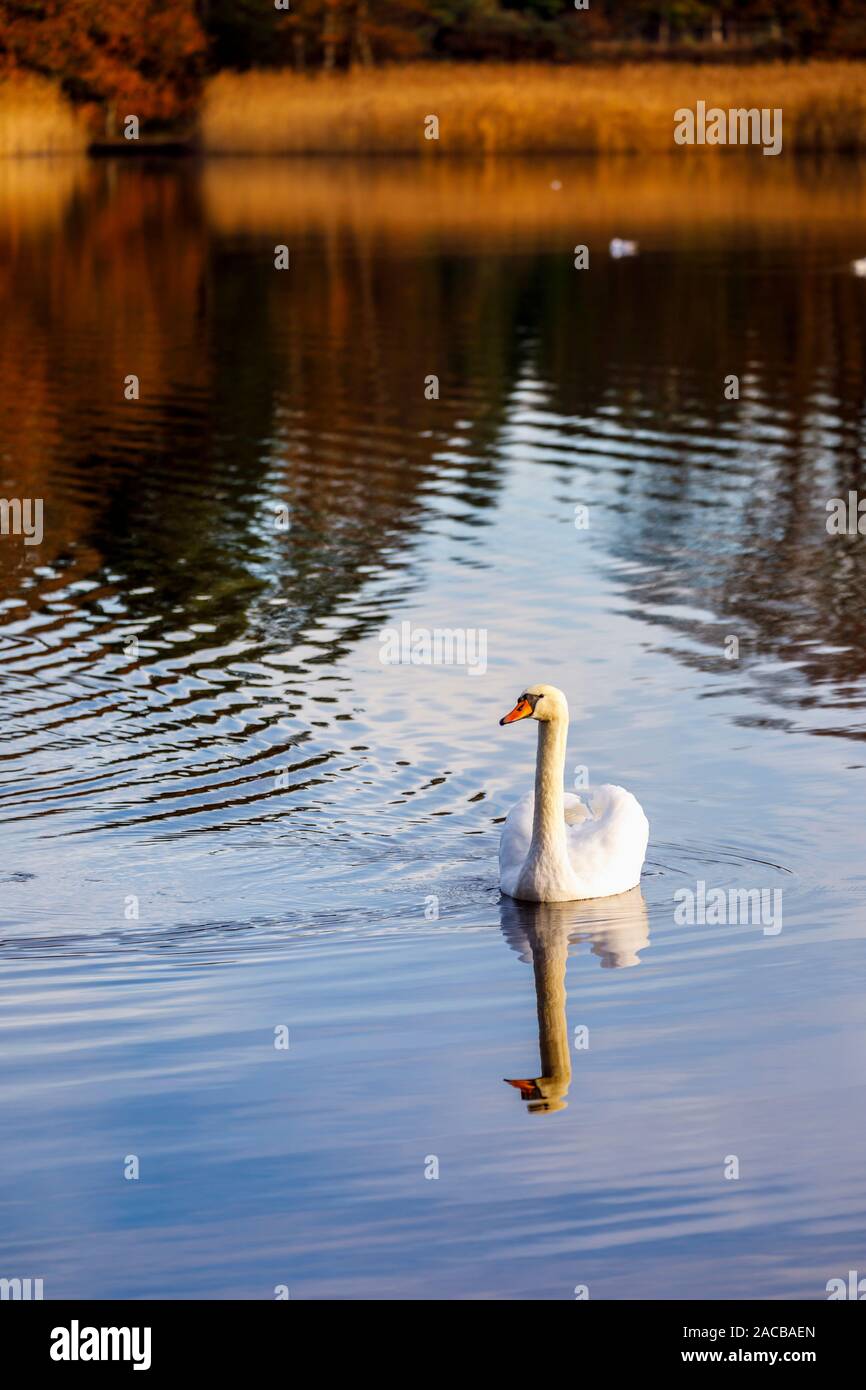 Höckerschwan (Cygnus olor) Schwimmen auf dem See in Frensham kleinen Teich, ein beliebtes Erholungsgebiet in der Nähe von Farnham, Surrey, im Winter Stockfoto