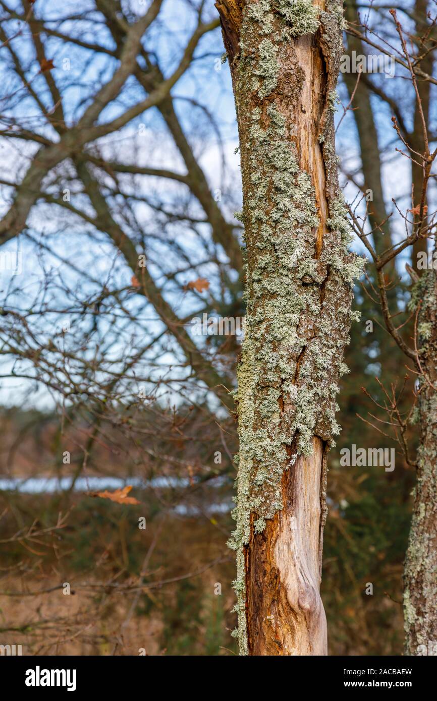 Dicke flechten encrustration auf dem toten Körper einer Eiche (Quercus