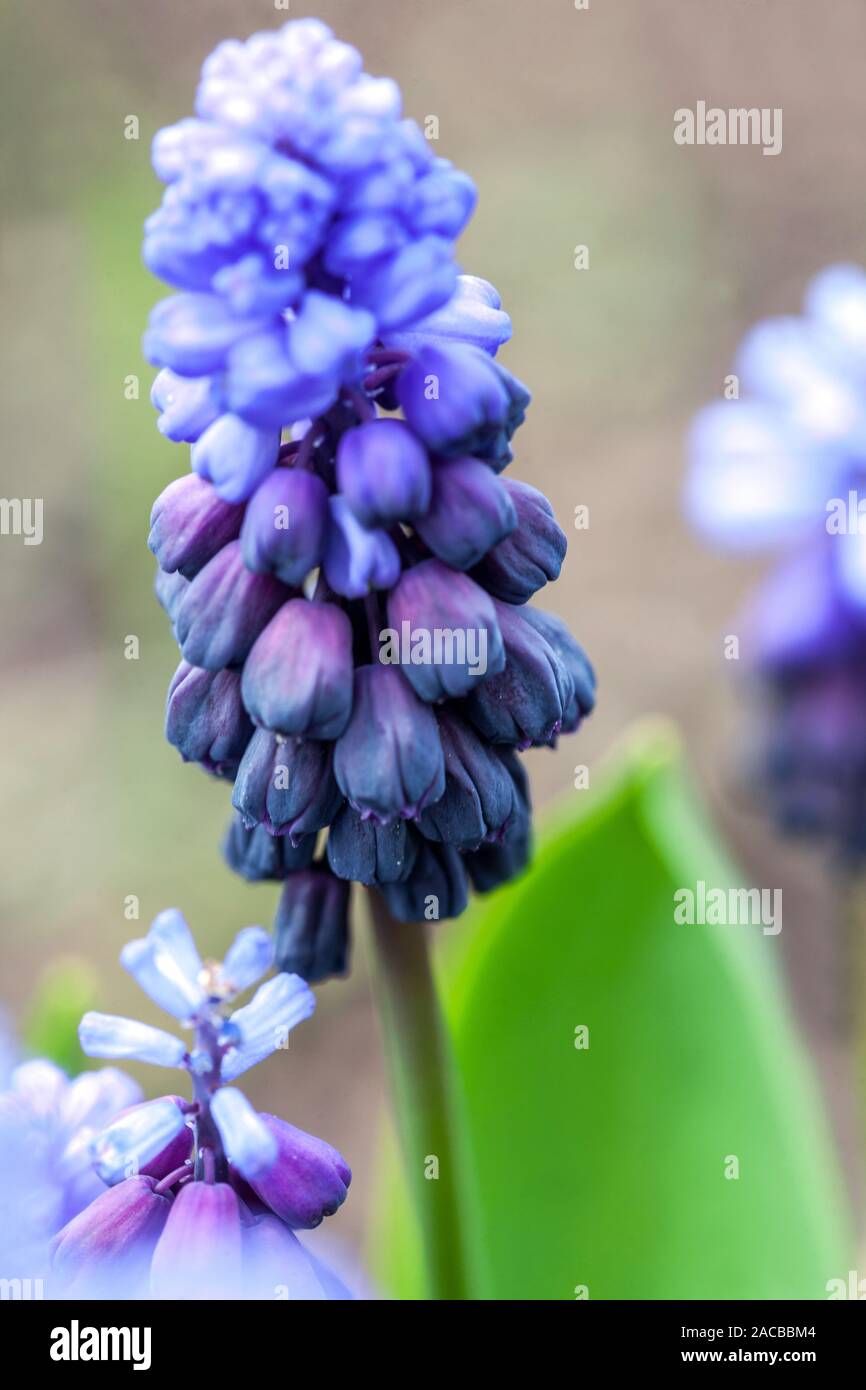 Blau Muscari botryoides Nahaufnahme Blume Stockfoto