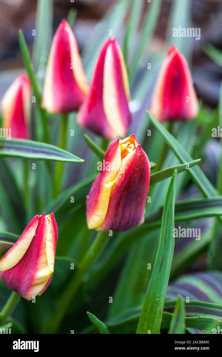 Tulpe Tulipa 'Freundin' Stockfoto