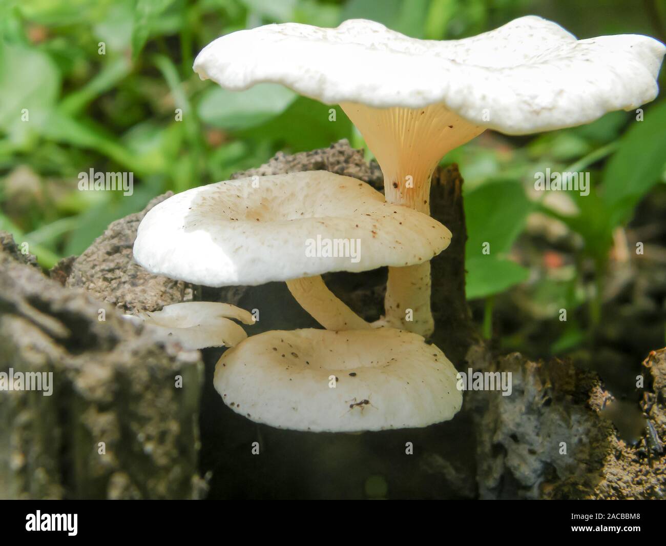 Indische fleischigen kleine weiße Farbe Pilz Pilze wachsen in Sonnenlicht auf einem Baumstamm über dem Boden Boden (auf seine Nahrung Quelle) in den Wilden tropischen feuchten f Stockfoto