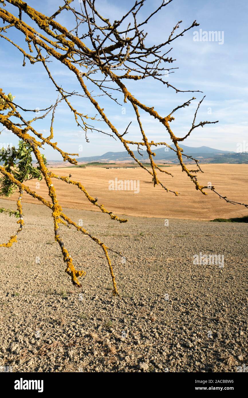 Die ländlichen Sommer Ackerland Landschaft Landschaft des Val d'Orcia in der Nähe von Pienza Toskana Italien Europa - Crete Senesi Stockfoto