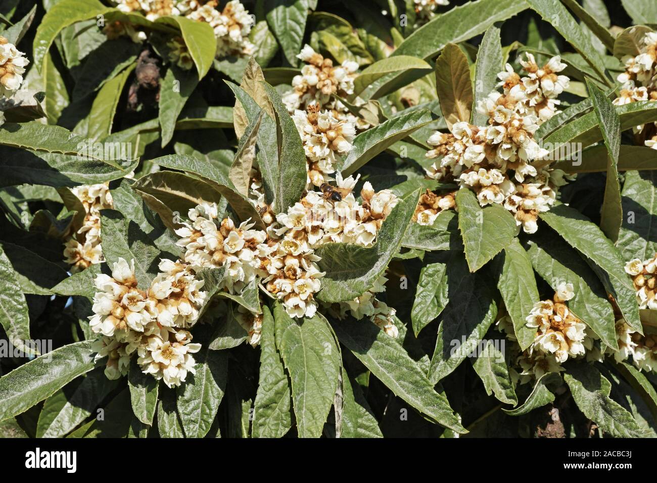 Detail der Krone der Loquat Baum, Blumen und Blätter Stockfoto