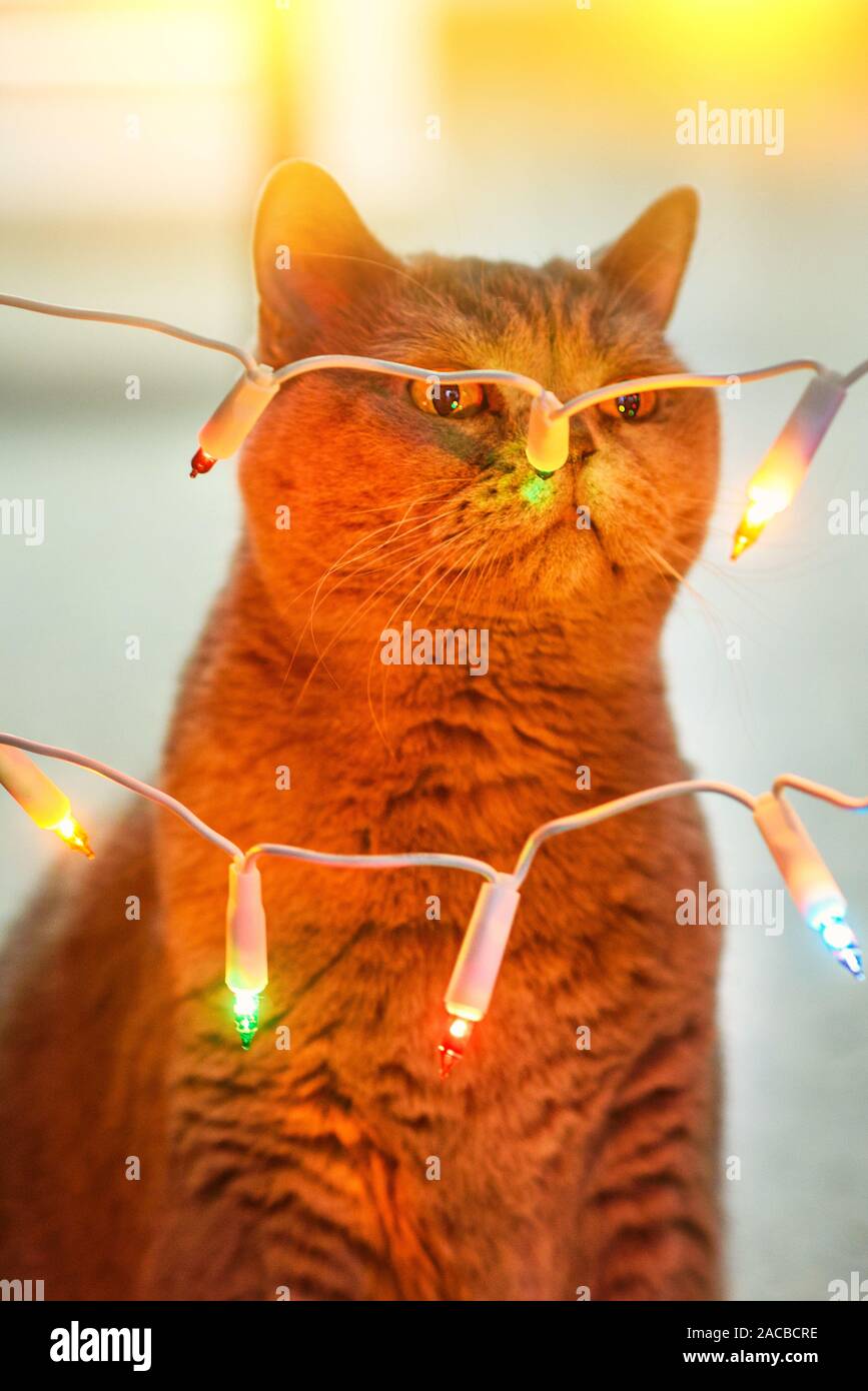 Home Katze mit Weihnachtsschmuck close-up. Britische Katze riechen Beleuchtung Girlande. Das Konzept des Neuen Jahres- und Weihnachtsferien. Stockfoto