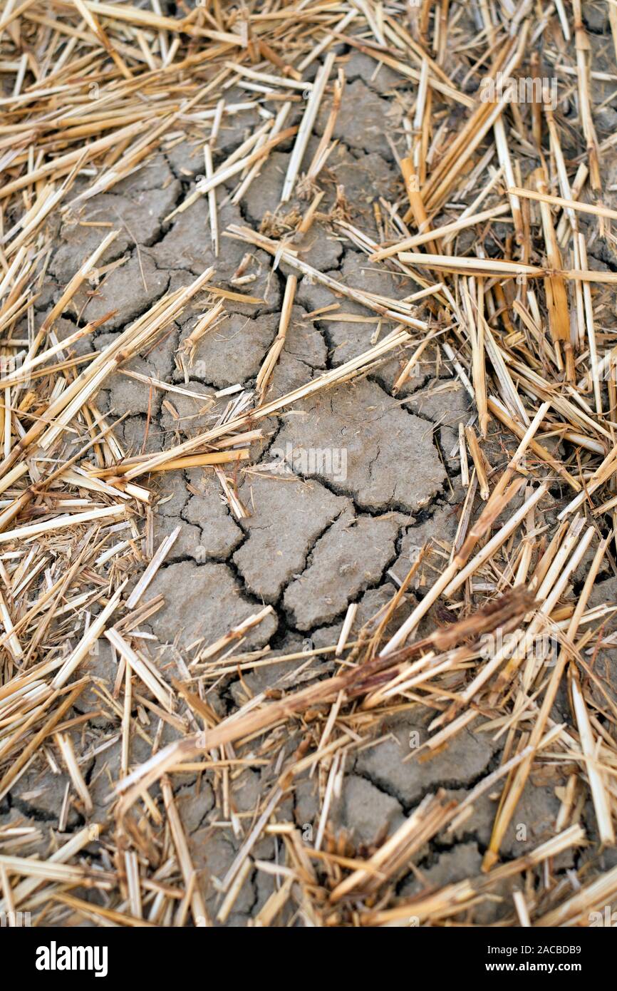 Eine fehlgeschlagene Ackerkulturen Feld Hintergrund mit Trocknen Risse im Boden und tote Ernte Reste - Landwirtschaft - Dürre Hintergrund Stockfoto