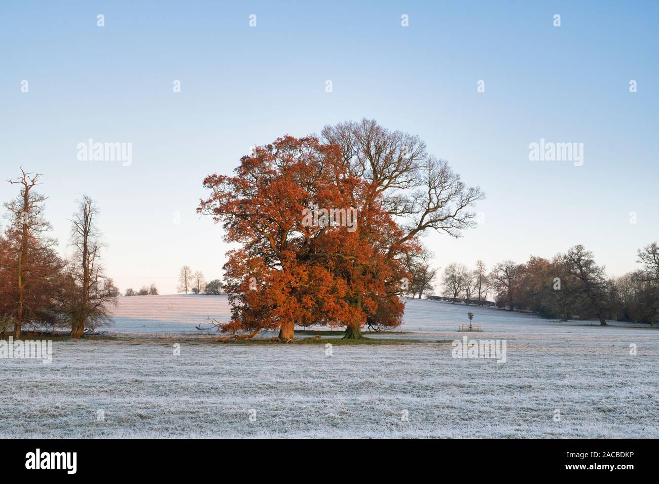 Quercus robur. Eichen der Winter Frost in der englischen Landschaft. Könige Sutton, Northamptonshire. Großbritannien Stockfoto