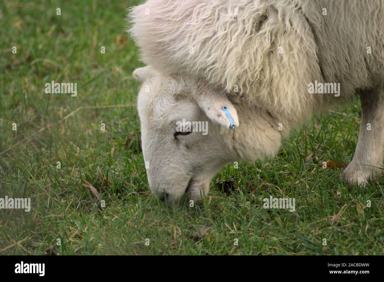 Nahaufnahme von einem weissen Schaf Schaf grasend Gras Stockfoto